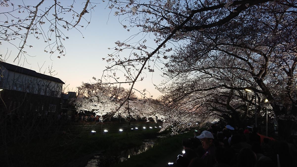 東京都調布市　野川の桜ライトアップ2019