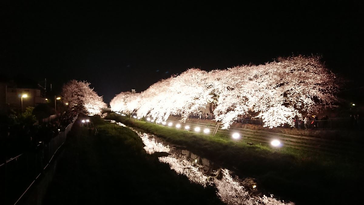 東京都調布市　野川の桜ライトアップ2019